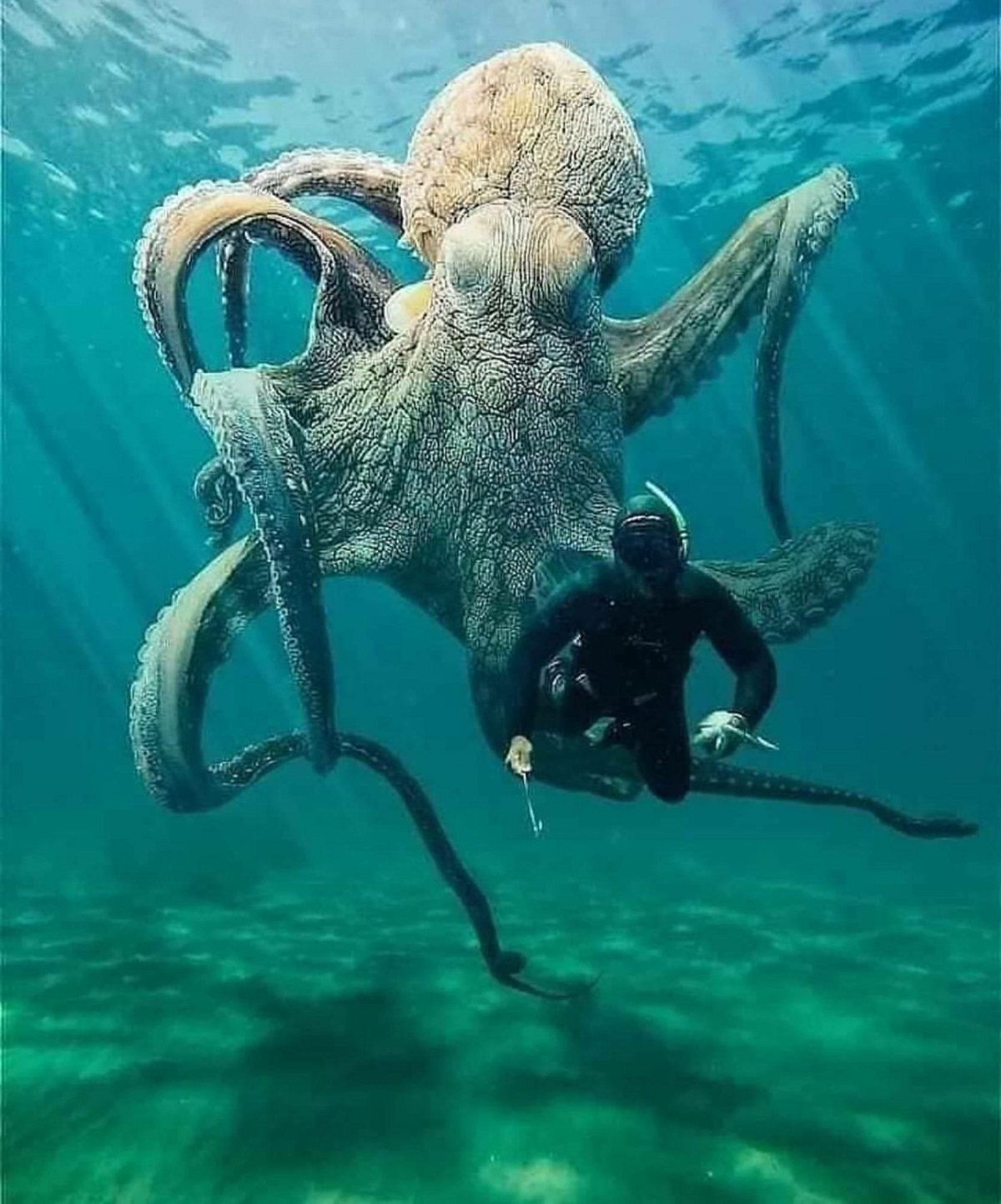 Imagine Just Enjoying A Swim Underwater And This Big Boy Coming Up Behind You