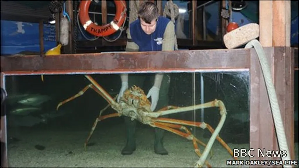 This Is A Japanese Spider Crab. Its Legs Can Grow Up To 120 Cm, And It's The Sea Crab