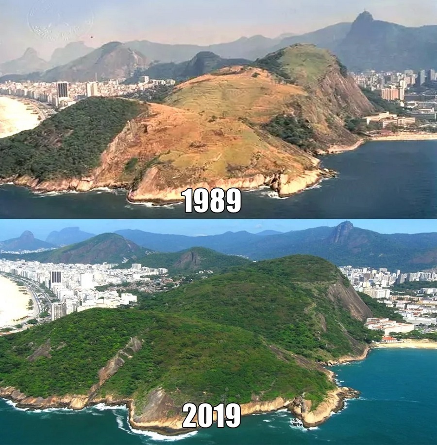 Rio De Janeiro's Reforestation