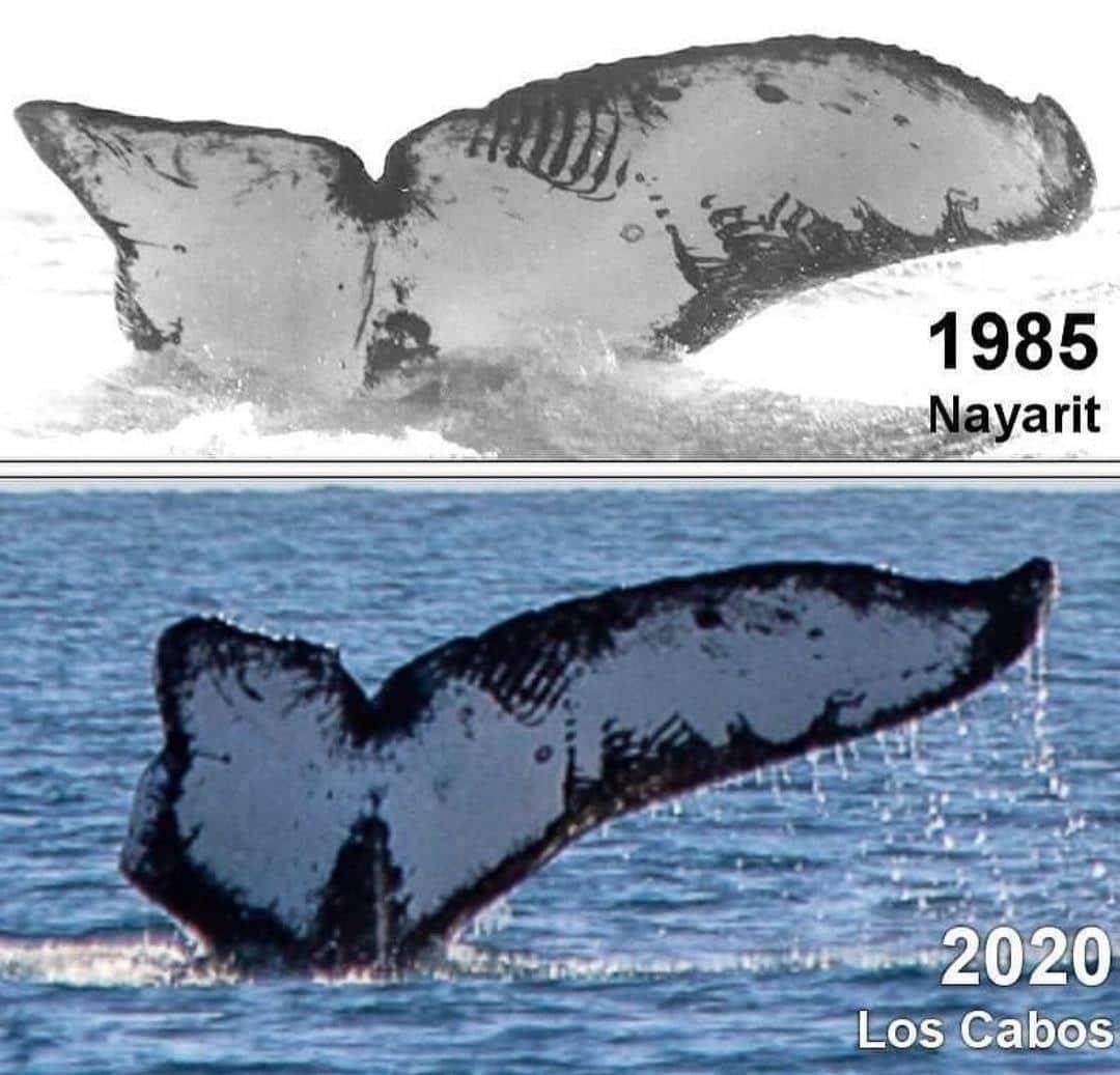 The Same Whale Photographed 35 Years Apart! Both Photos Taken Off The Coast Of Mexico.⁣ The Recent Image Is From 2020, While The Old Photo Dates From 1985