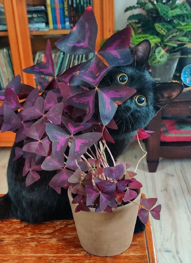 This Was Supposed To Be A Plant Progress Post Showing Off My Oxalis, But Henk Stole The Show