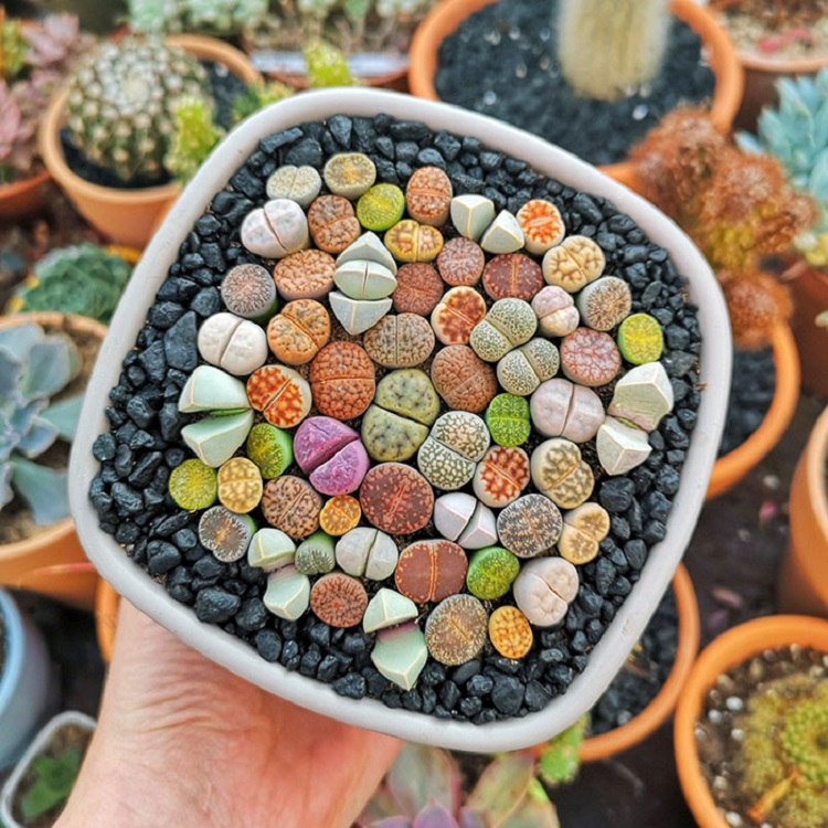 Lithops Genus Of Succulent Plants Whose Rocklike Appearance Serves As Camouflage From Herbivores