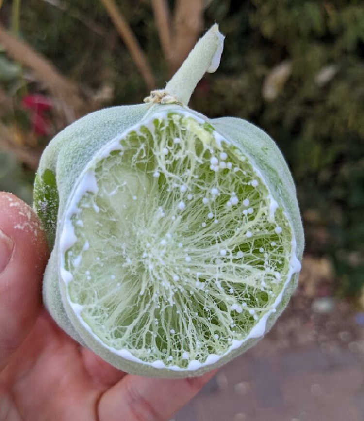 Strange Round "Fruit" With Stringy Latexy Insides