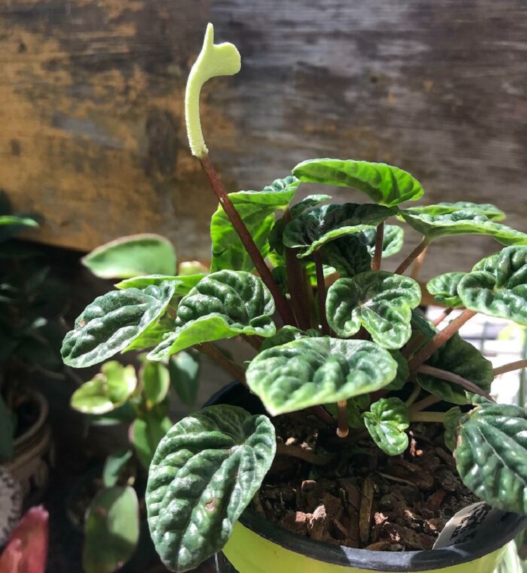 My Peperomia Letting Me Know She Appreciated The Love I Gave Her