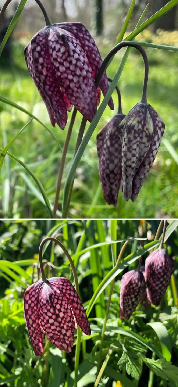 Flirty Fritillaries And Those Cheeky Checkered Petals. These Amazing Flowers Are A Close Relation To Lilies That Are Growing Wild