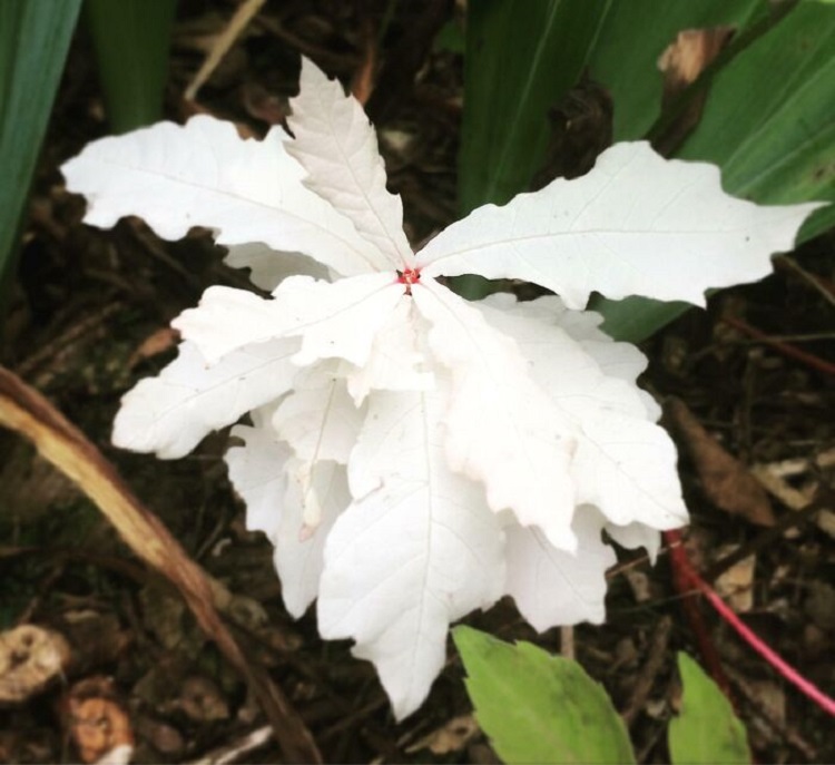 I Found A Baby Albino Oak In My Garden Some Years Ago And Realized That Plants Can Be Albinos, Too, But They Do Not Live Long Since They Cannot Photosynthesize