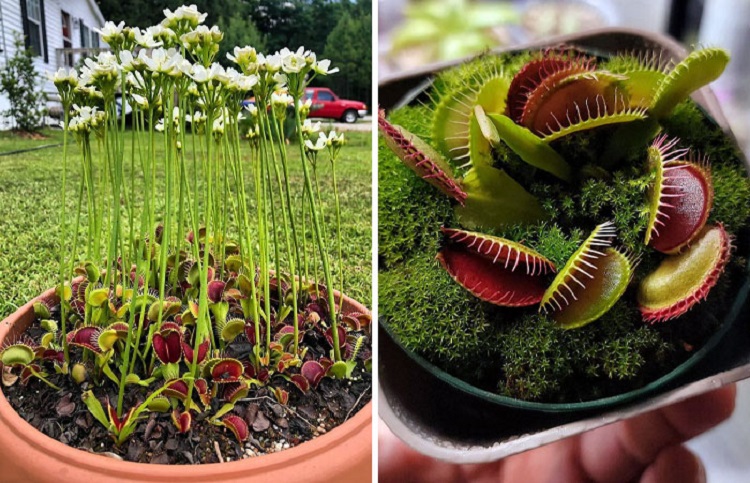 Venus Fly Traps Have To Put Their Flowers Far Away From Their Traps So They Don't Accidentally Kill Their Pollinators