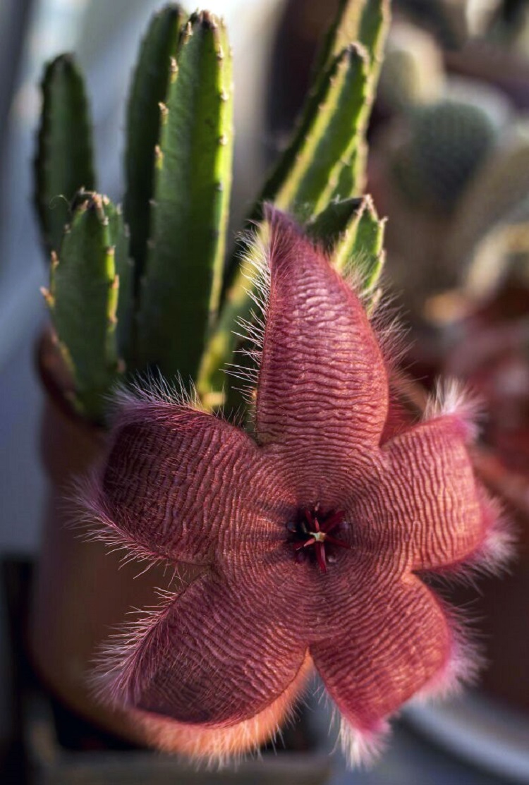 My Cactus Just Bloomed, And Its Flower Looks Like A Demogorgon