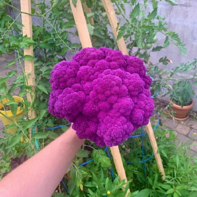 The Rare Purple Cauliflower. Its Signature Color Comes From The Same Antioxidant Found In Red Cabbage And Red Wine: Anthocyanin