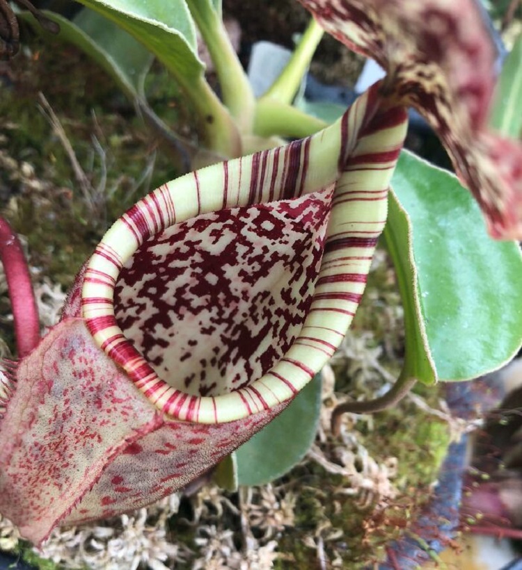 The Inside Of This Tropical Pitcher Plant Looks Like A QR Code