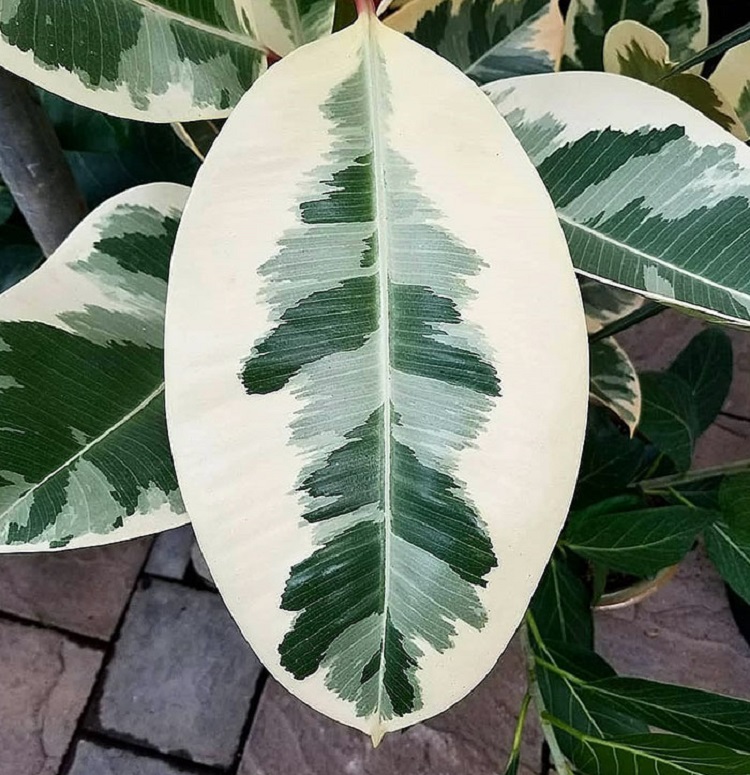 This Variegated Rubber Plant Looks Like It's Straight From The Eighties