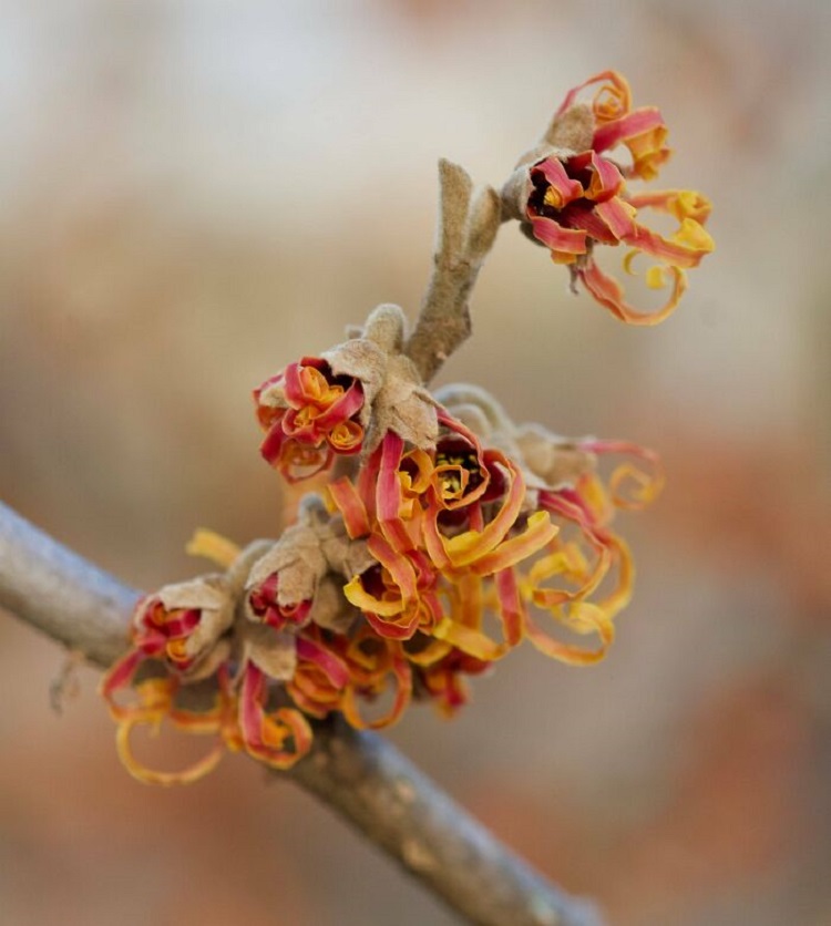 This Is What A Witch Hazel Flower Looks Like