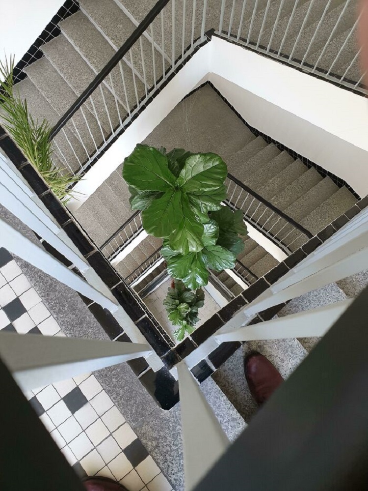 Plant In Our Office Is 4 Stories Tall
