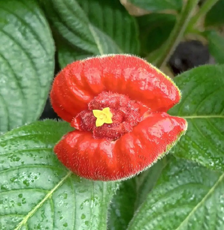 Kyoto Botanical Garden. ⁡⁡⁡The Flower Of Psychotria Pepiguiana. ⁡This Flower Looks Like A Lip