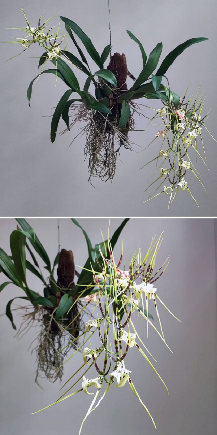 Brassia Rex Is A Brassia Hybrid With Massive Flower Spikes Full Of Size Blooms That, For Many People, Look Like Spiders