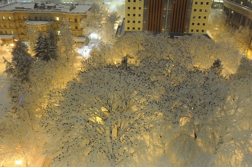 What Hundreds Of Crows Roosting In The Snow At Night Looks Like
