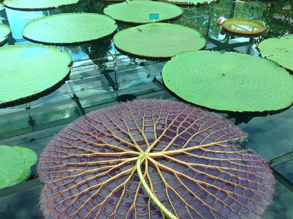 This Is What The Underside Of A Lilly Pad Looks Like