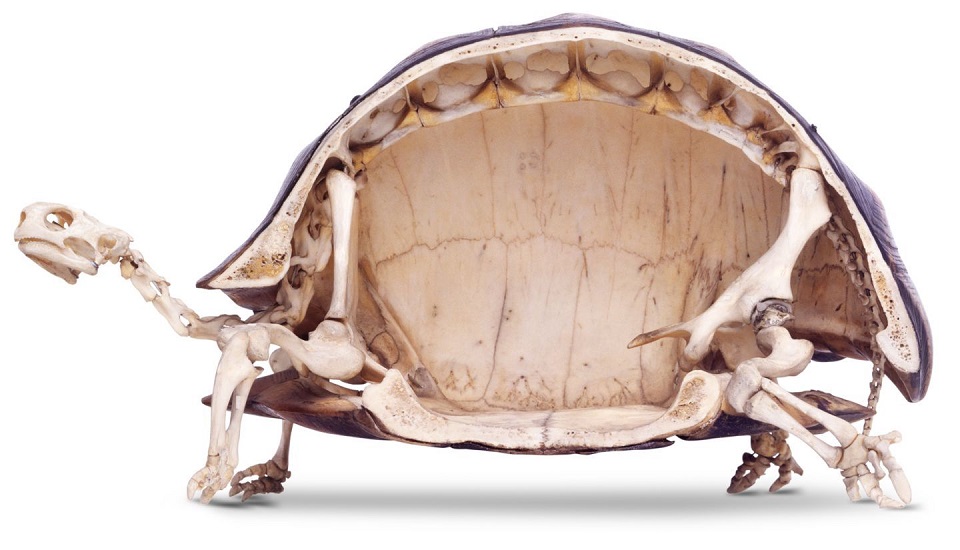 Tortoises Have The Weirdest-Looking Skeletons