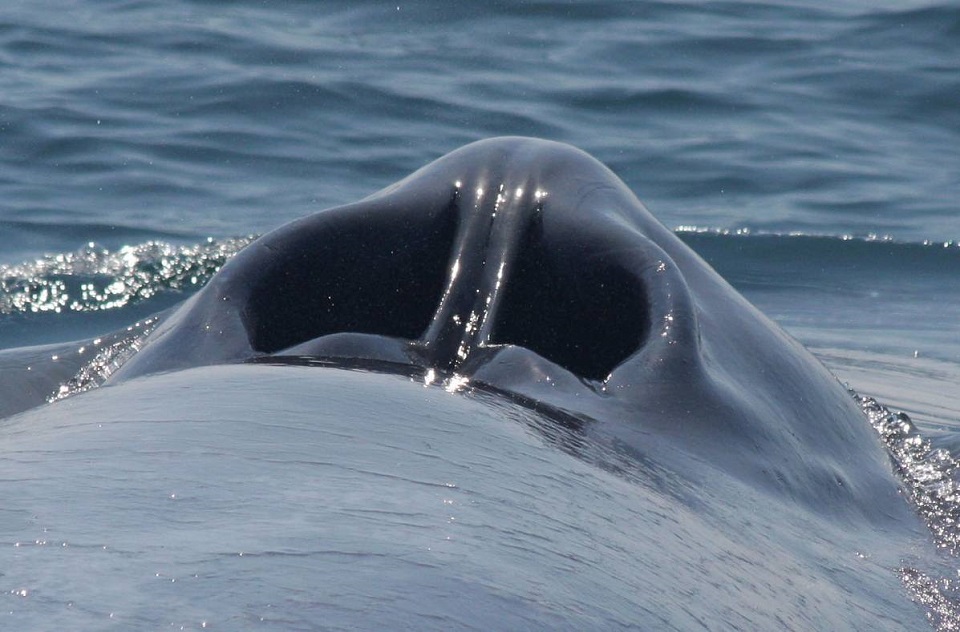 Have You Ever Wondered What A Blue Whale's Blowhole Looks Like?