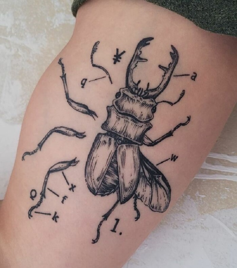 Lucanus Cervus Beetle Biology Tattoo