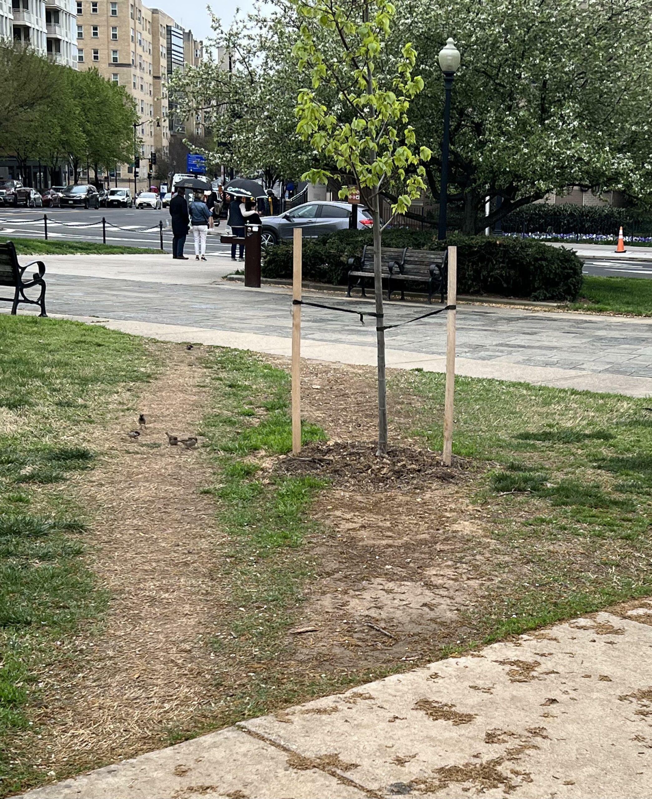Update: Tree Is Budding + Secondary Path