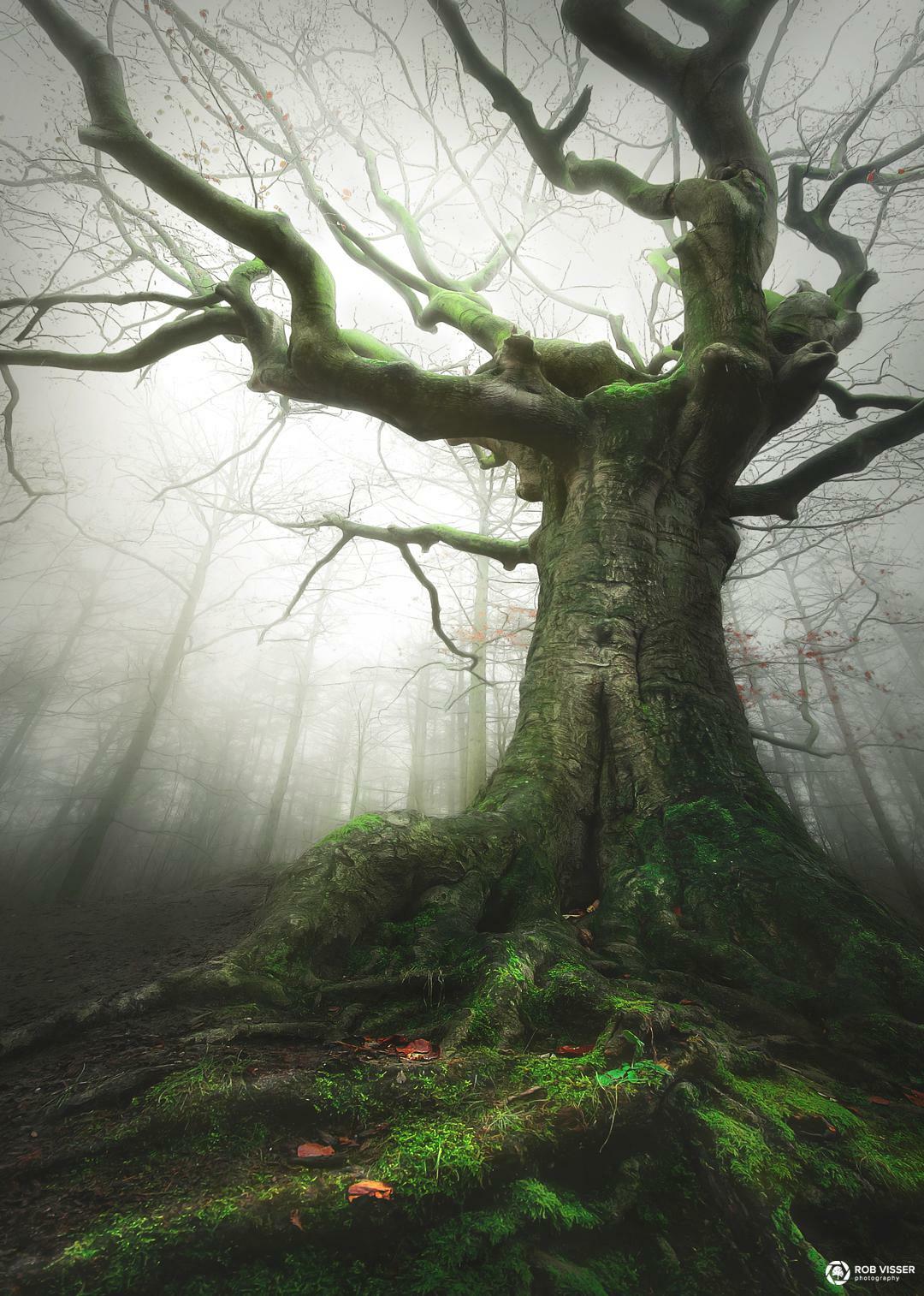 The Witch Tree, Running For European Tree Of The Year, The Netherlands