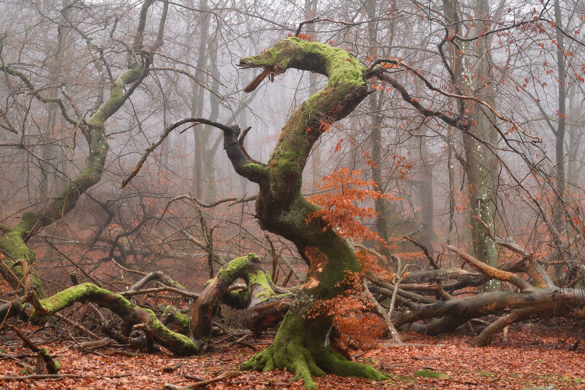 The Dragon Tree, Sweden