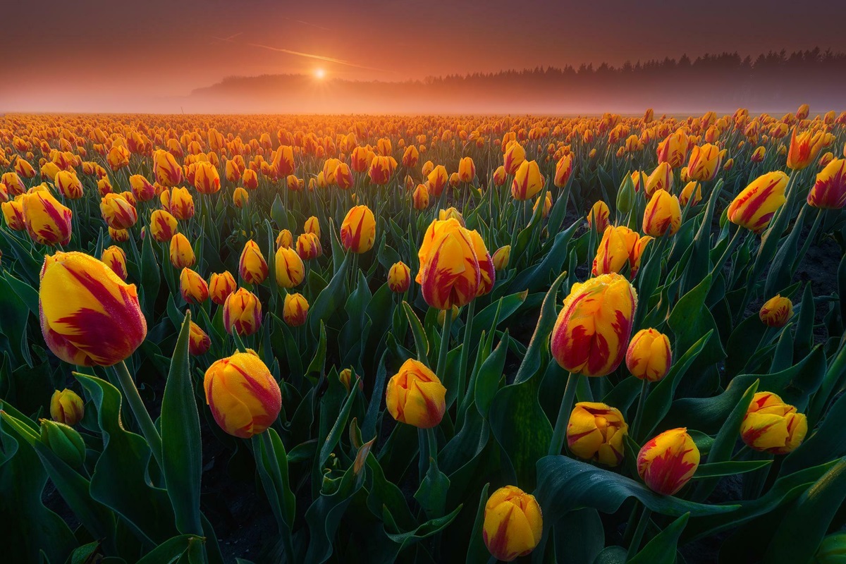 Woke Up At 5 AM To Catch The Tulips With Morning Mist, The Netherlands