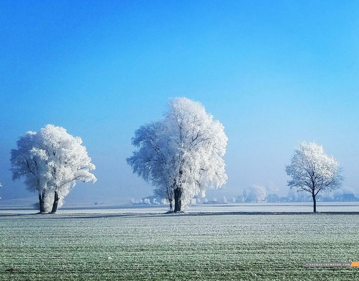 A Frost Storm Colored The Trees White. Bavaria, Germany