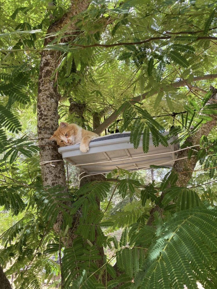 50 Creative People With Cool DIY Ideas To ‘Catify’ Their Homes